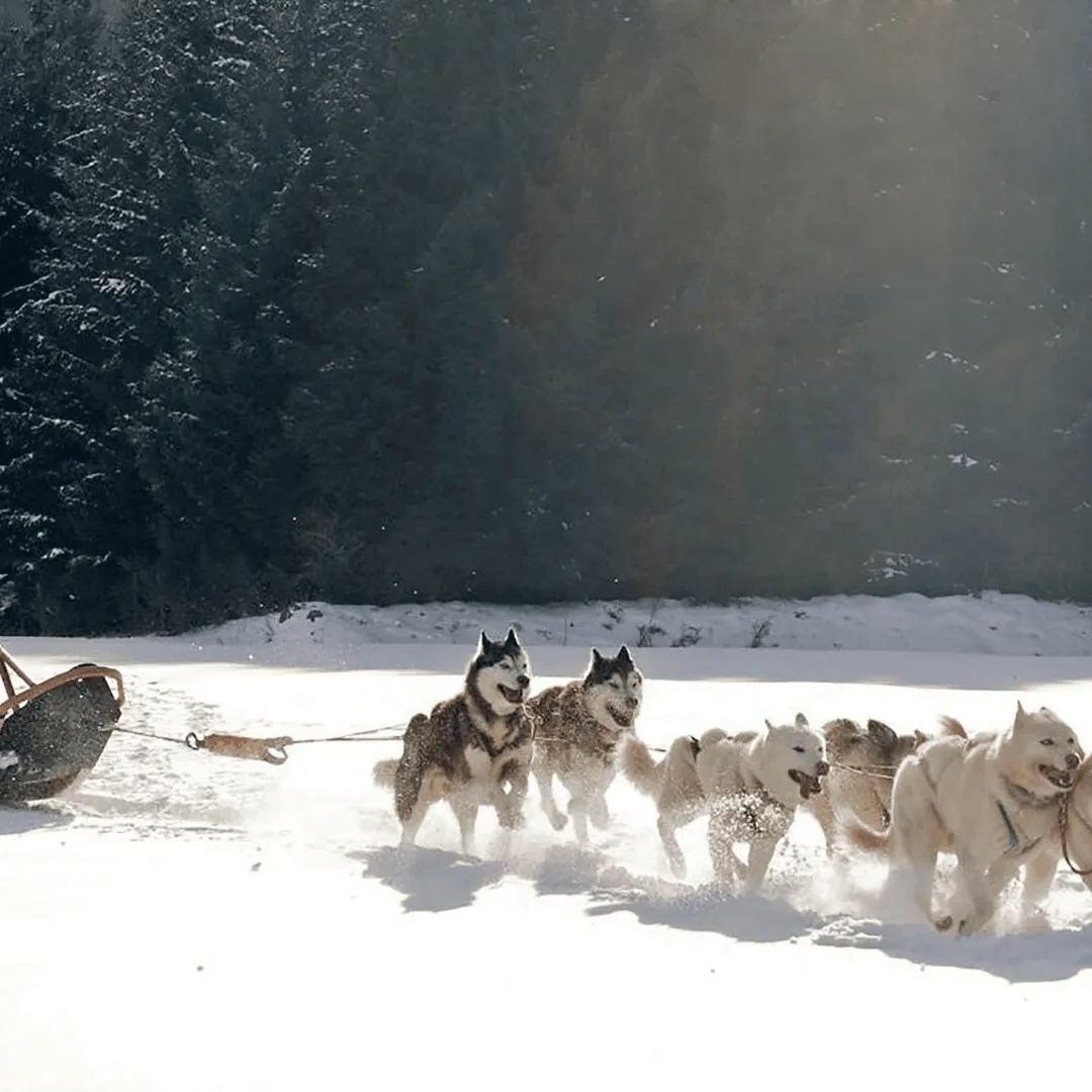 Psi zaprzęg w Laponii, Finlandia