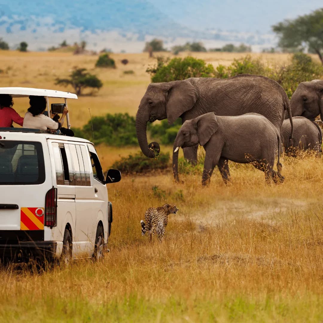 Eco Safari in Tanzanie